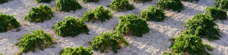 Cappadocia's Vineyards