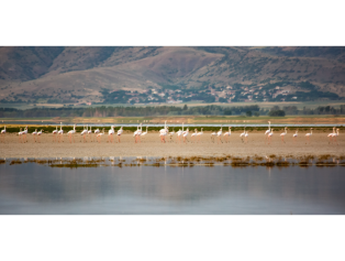 Seyfe Lake And Bird Sanctuary Galeri